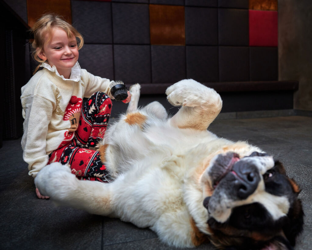 A young girl having fun with a St Bernard dog
