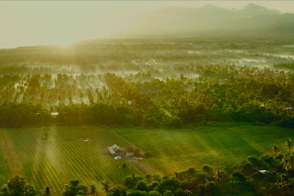 An aerial view of the vineyard