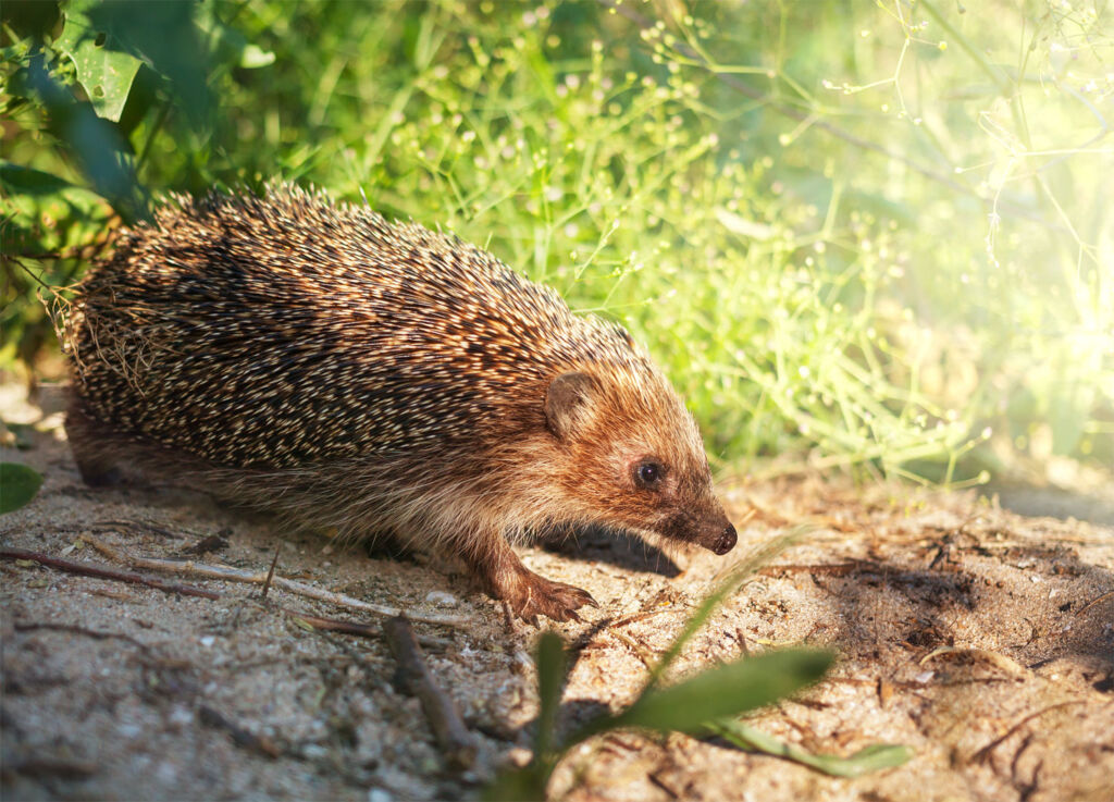 A hedgehog in the British countryside