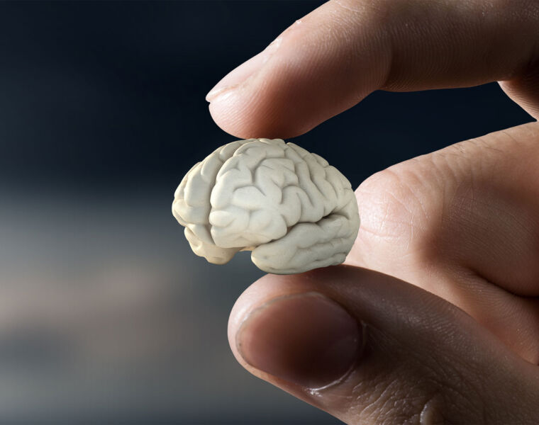 Research Shows Modern Human Brain Sizes Have Shrunk by 20%, What is to Blame?