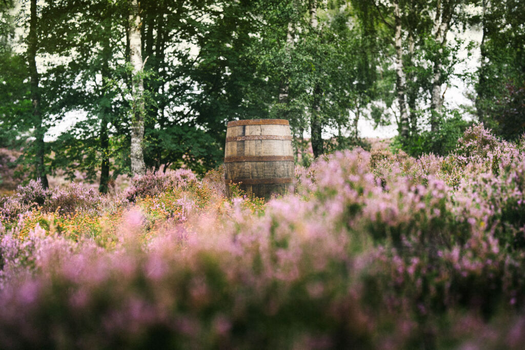 One of the casks sat in heather in a forest