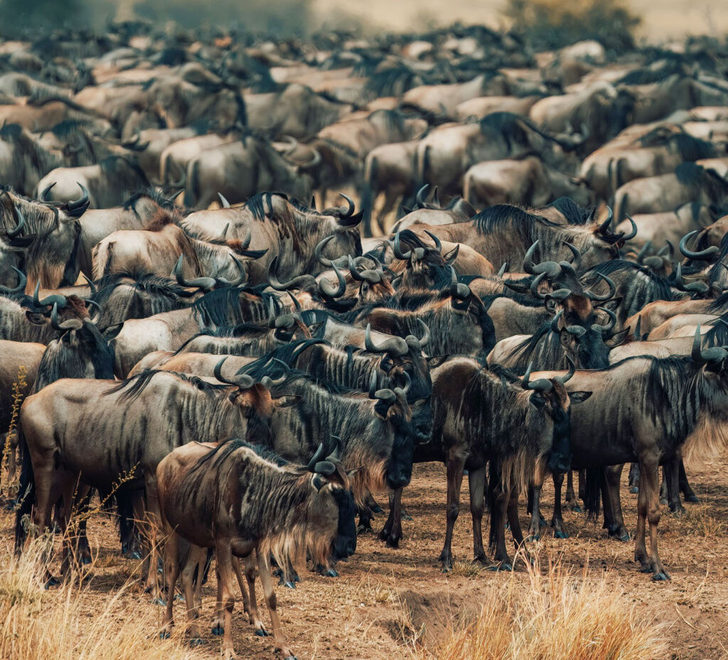 A photograph showing a large herd of Wildebeest