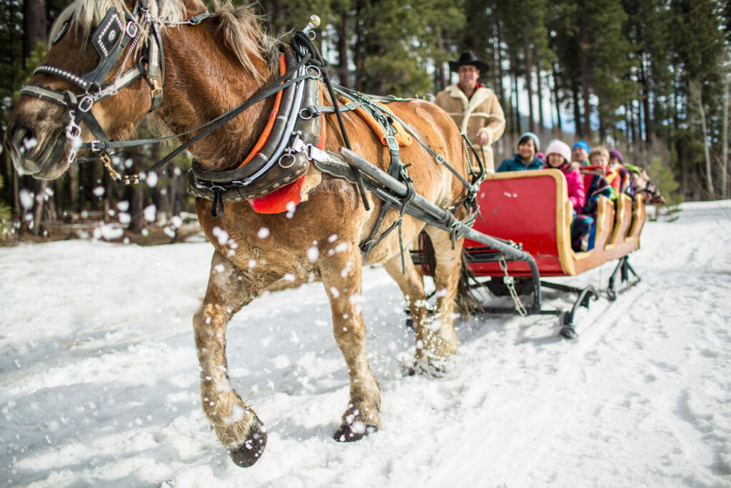 A horse pulling a sleigh through the snow