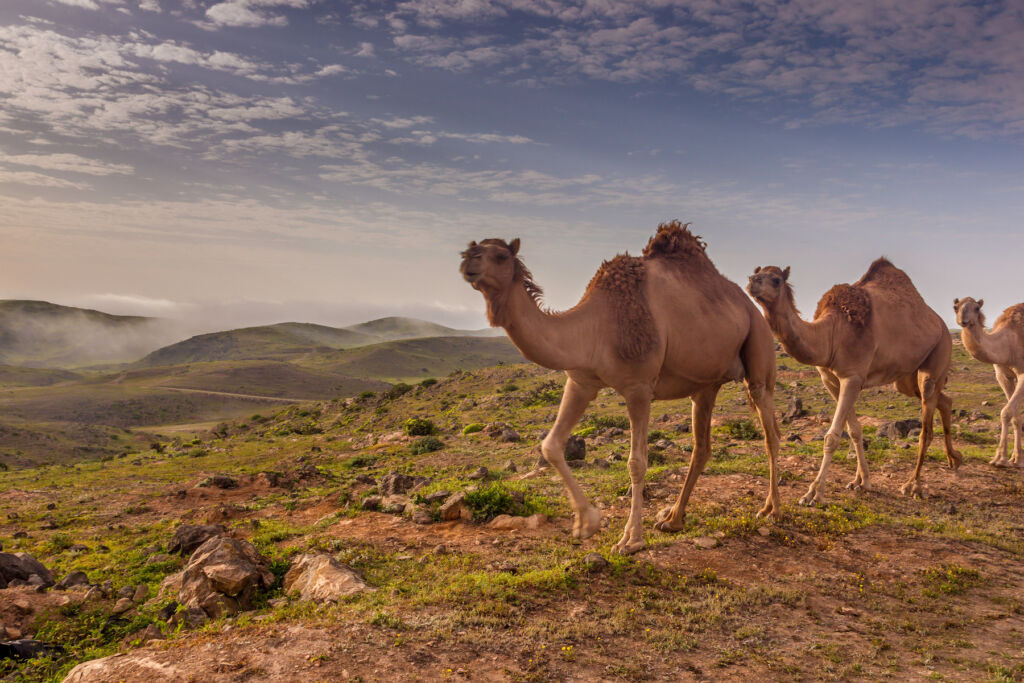 Camels walking across the hills in Salalah