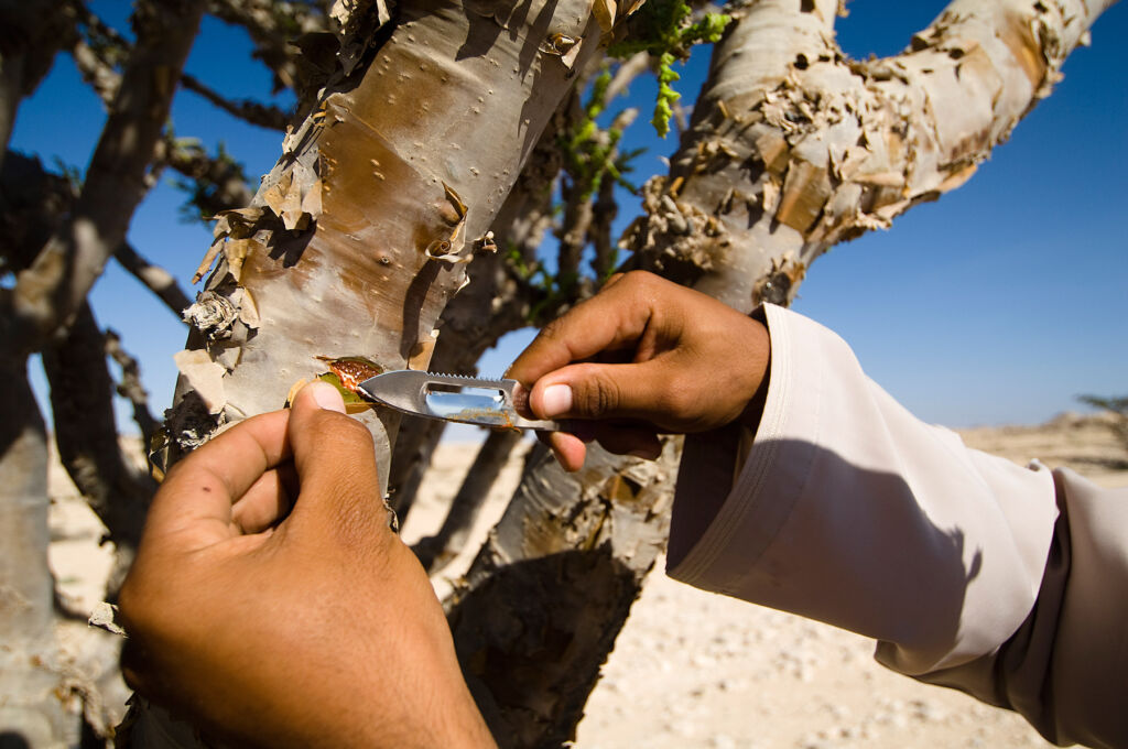 A local expertly obtaining the frankincense resin from the tree