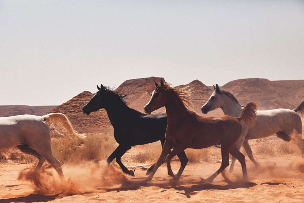 Wild horses running in the desert