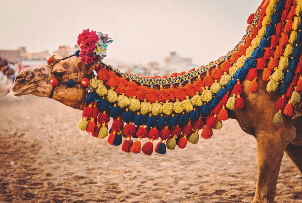 A camel adorned with a multi-coloured throw