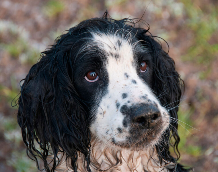 Top 5 Messiest and Cleanest Dog Breeds Revealed in Nationwide Study
