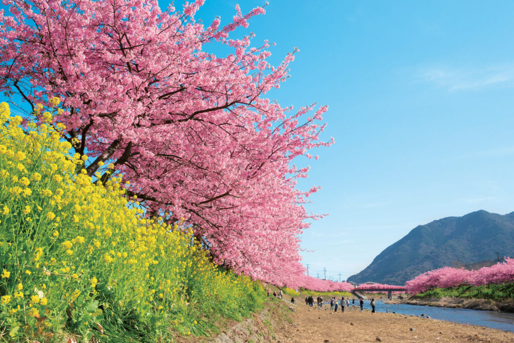 Shizuoka's Not-to-be-missed Seasonal Events in 2024