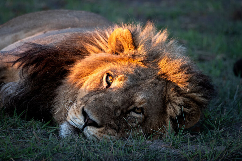 A male lion laying in the grass enjoying the shade