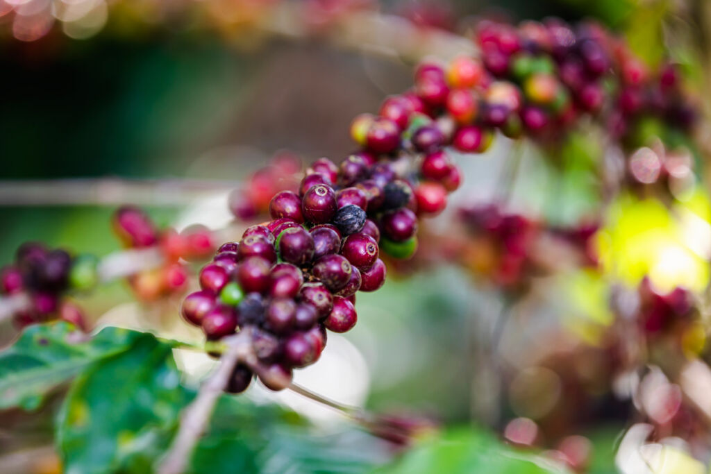 A photograph of raw coffee beans