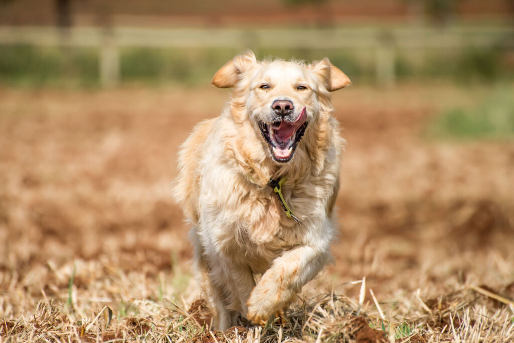 A happy Golden Retriever running in the countryside