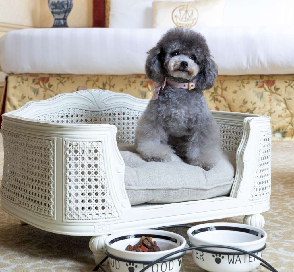 A dog sat on a pillow in one of the luxurious bedrooms