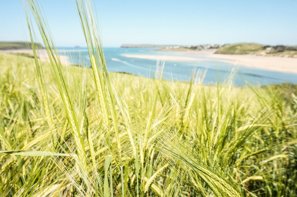 The barley growing above the famed Cornish beach