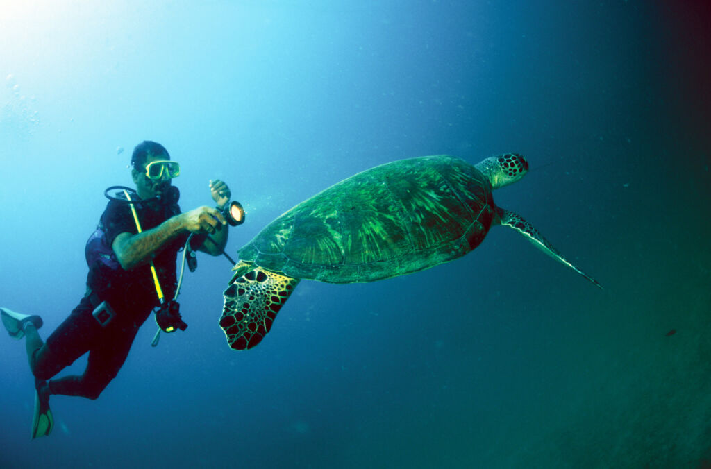 A diver swimming with a turtle