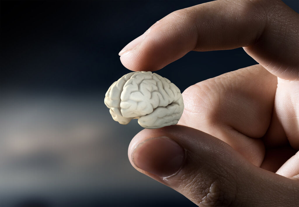 A miniature brain held between fingers