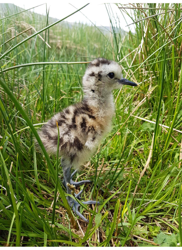 A young chick in the long grass