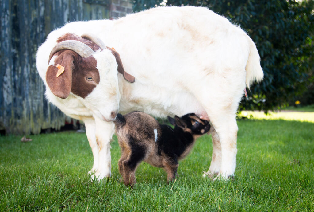 A pygmy goat feeding from its mother