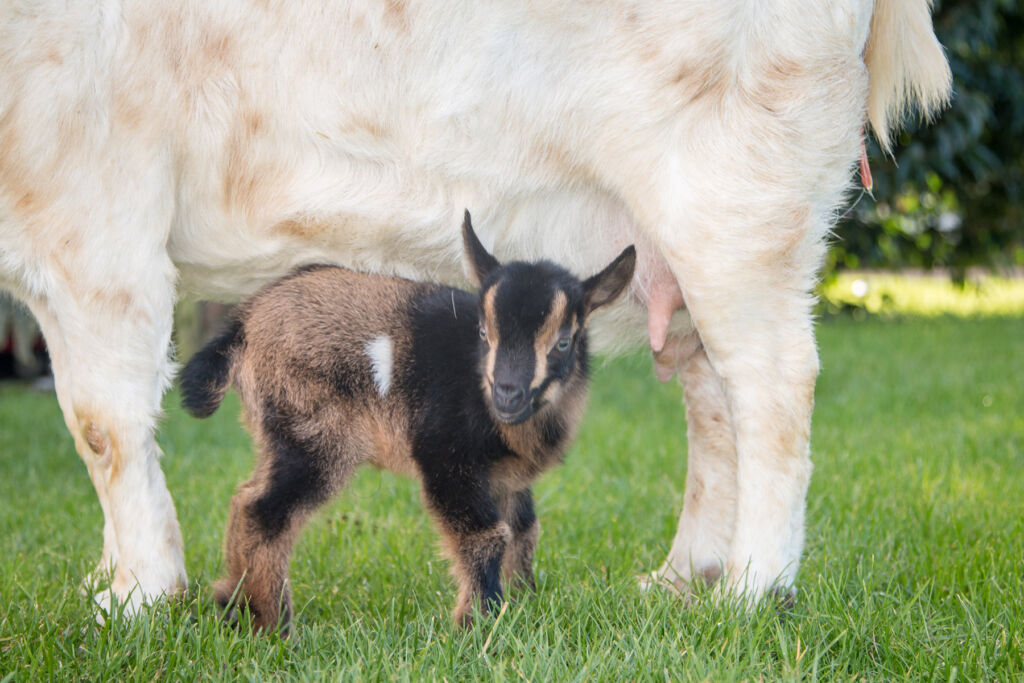 IVF Introduces the Nigerian Dwarf Goat Breed to the UK
