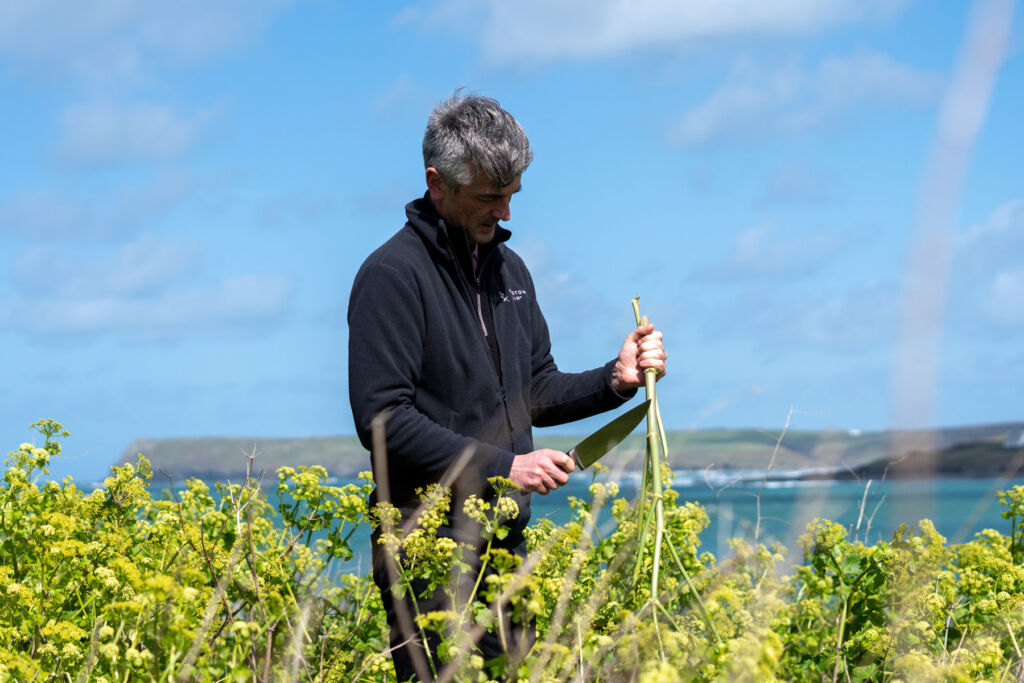 David inspecting roots on the clifftop in Cornwall