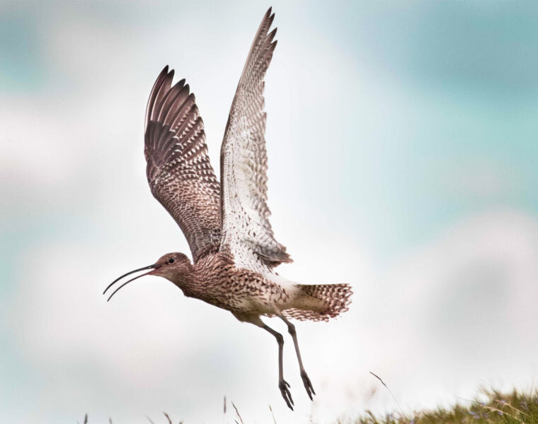 Help the GWCT to Expand its Research in the Battle to Save the Curlew