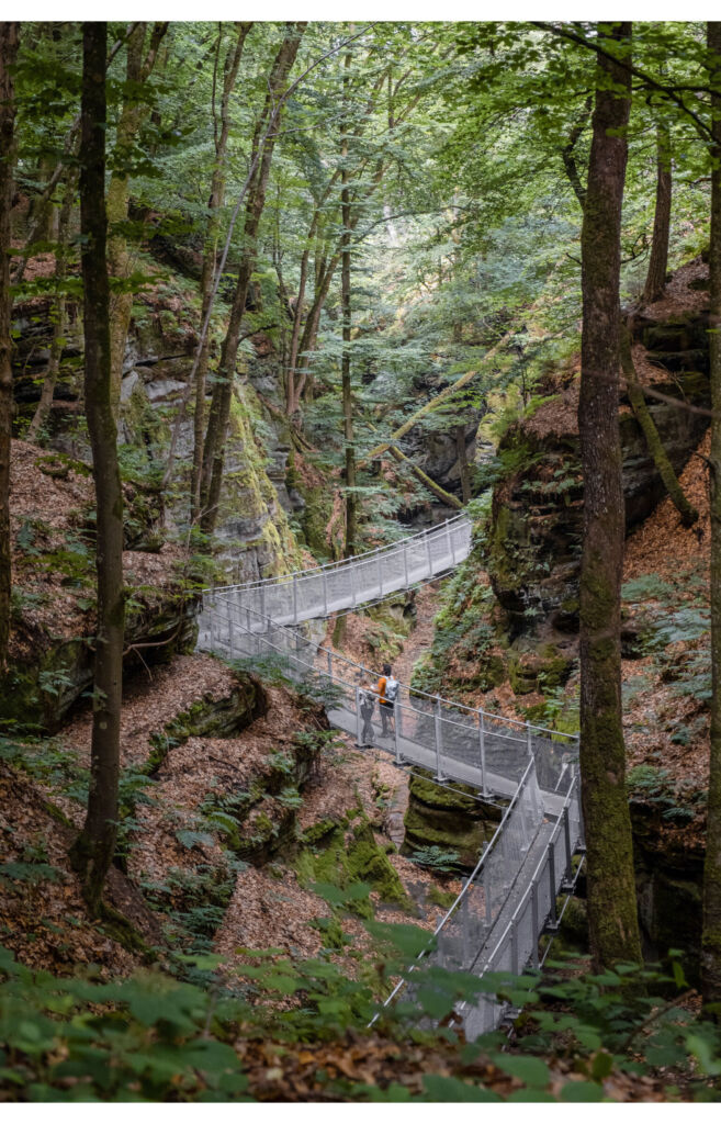 Hikers on the metal walkway through the forest