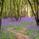 Step Into Spring - 8 Places to Embrace in St Albans, Hertfordshire