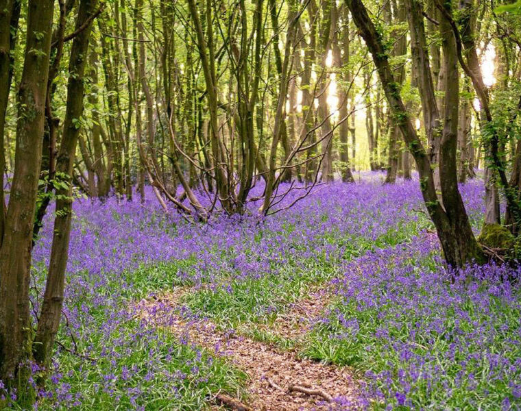 Step Into Spring - 8 Places to Embrace in St Albans, Hertfordshire