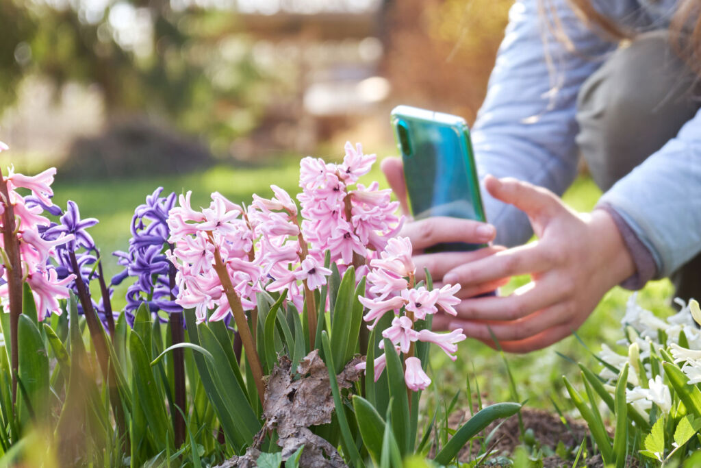 A woman taking a close up photograph of the flowers in her garden
