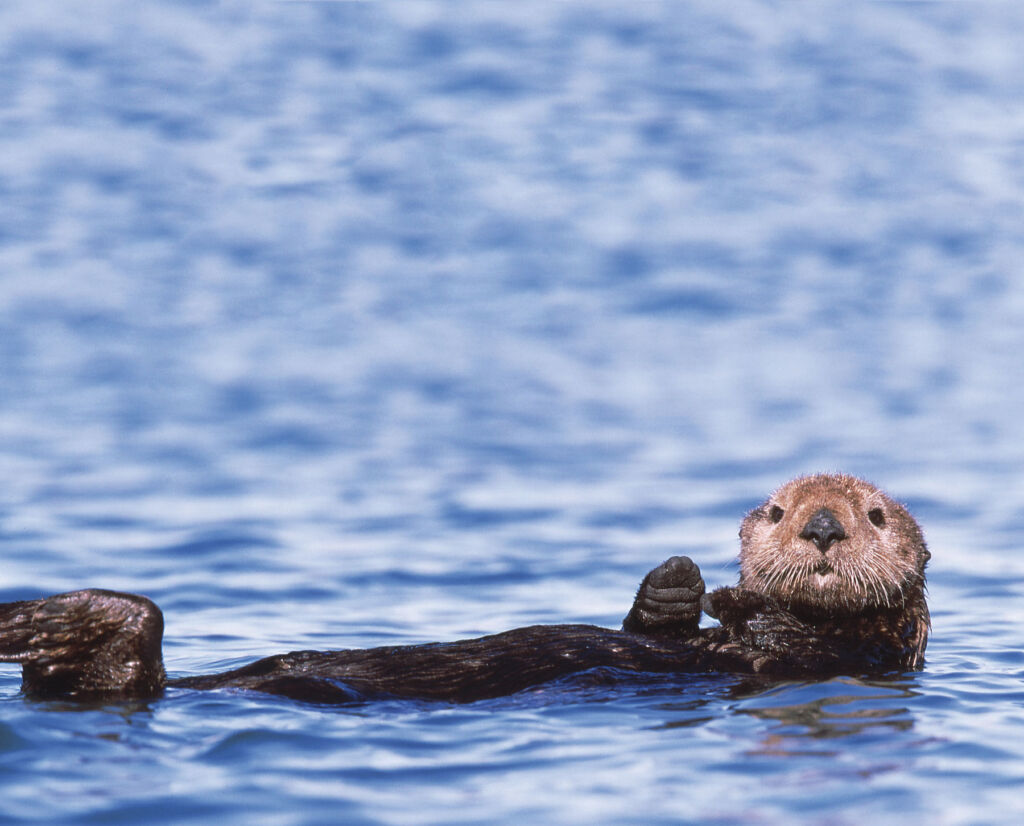 A Sea Otter floating in the water on its back
