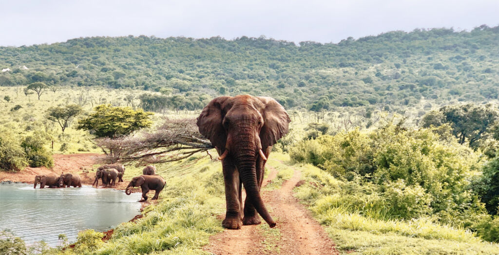 Jumeirah Moves Into Africa With Exclusive Island & Private Safari Reserve 14 Elephant Sighting from Jumeirah Residences