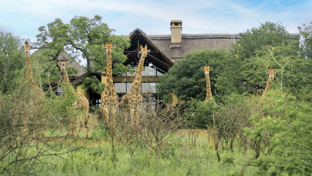 Jumeirah Moves Into Africa With Exclusive Island & Private Safari Reserve 16 A herd of Giraffe outside the residences