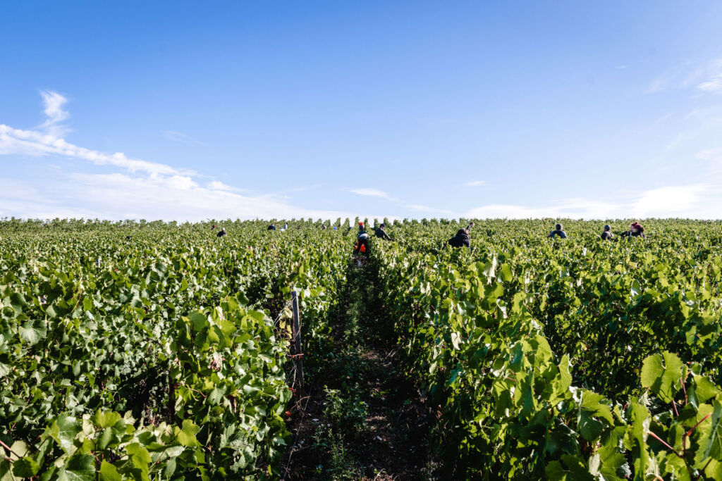 Workers in a vineyard on a sunny day