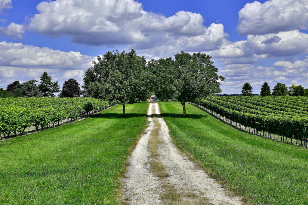 A track bisecting a vineyard