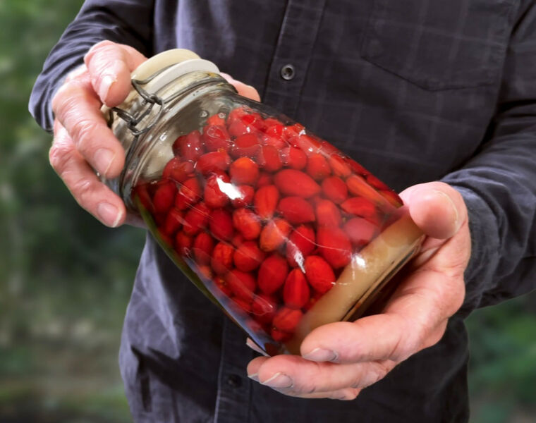 A Traditional Guide to Foraging and Creating a Rosehip Syrup to Add to Gin