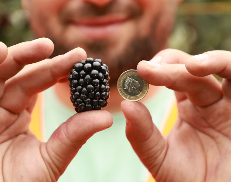British Blackberry Season: The Rise of the Berry World’s ‘Unsung Hero’ in 2025
