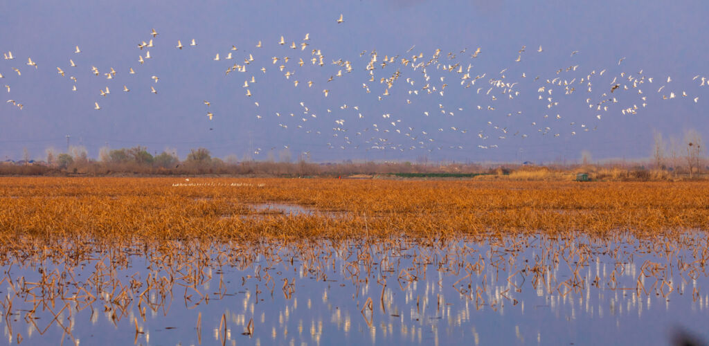Wild birds flying over the wetlands