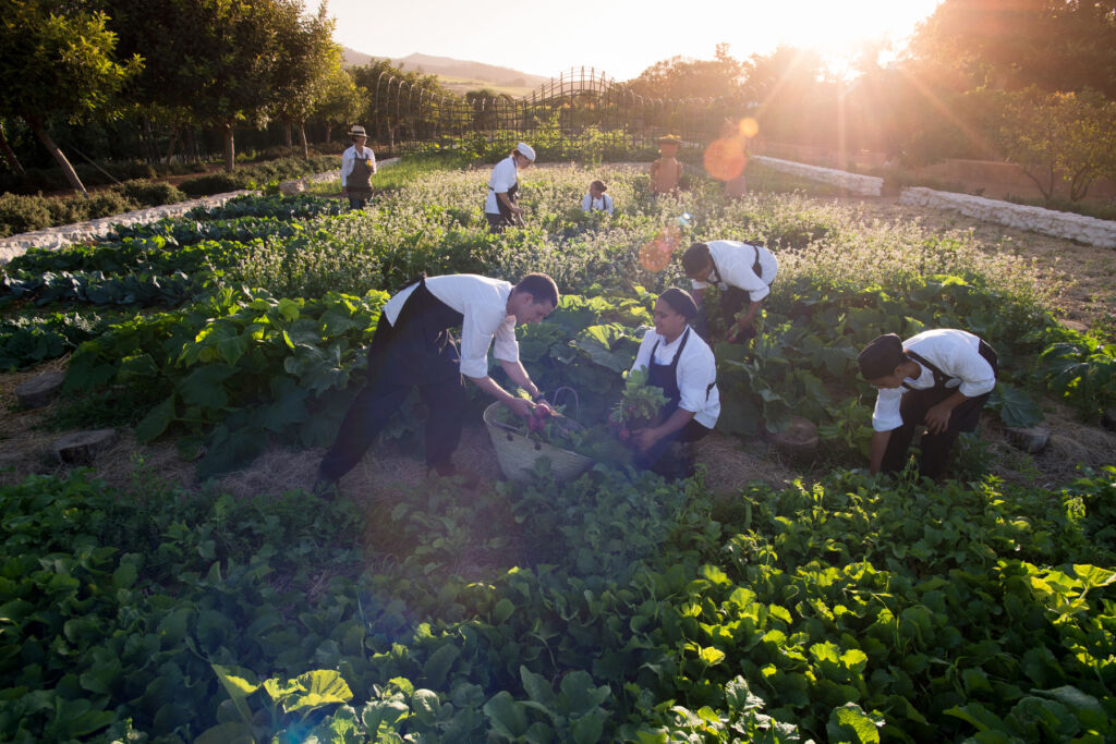 The chefs harvesting fresh produce in the garden