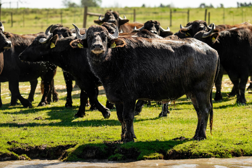 A herd of water buffalo