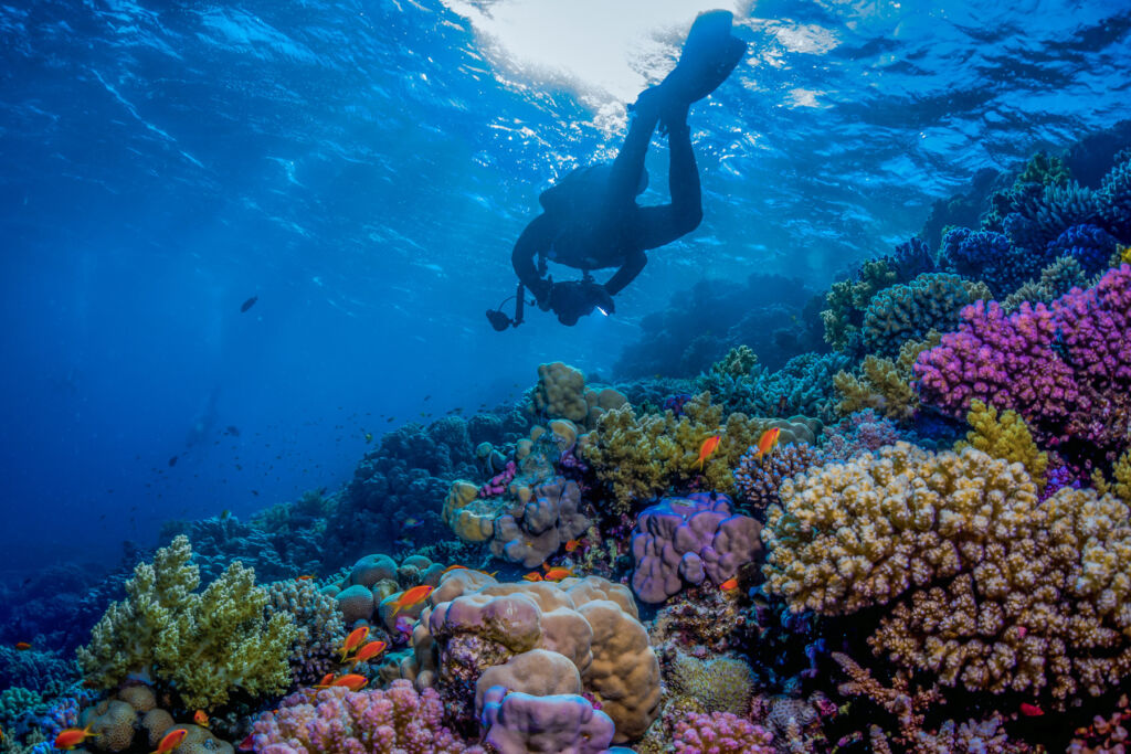 Jeddah to AlUla: Seven New Luxury Hotels to Discover Saudi’s Rich Tapestry 17 A diver doing some underwater reef photography