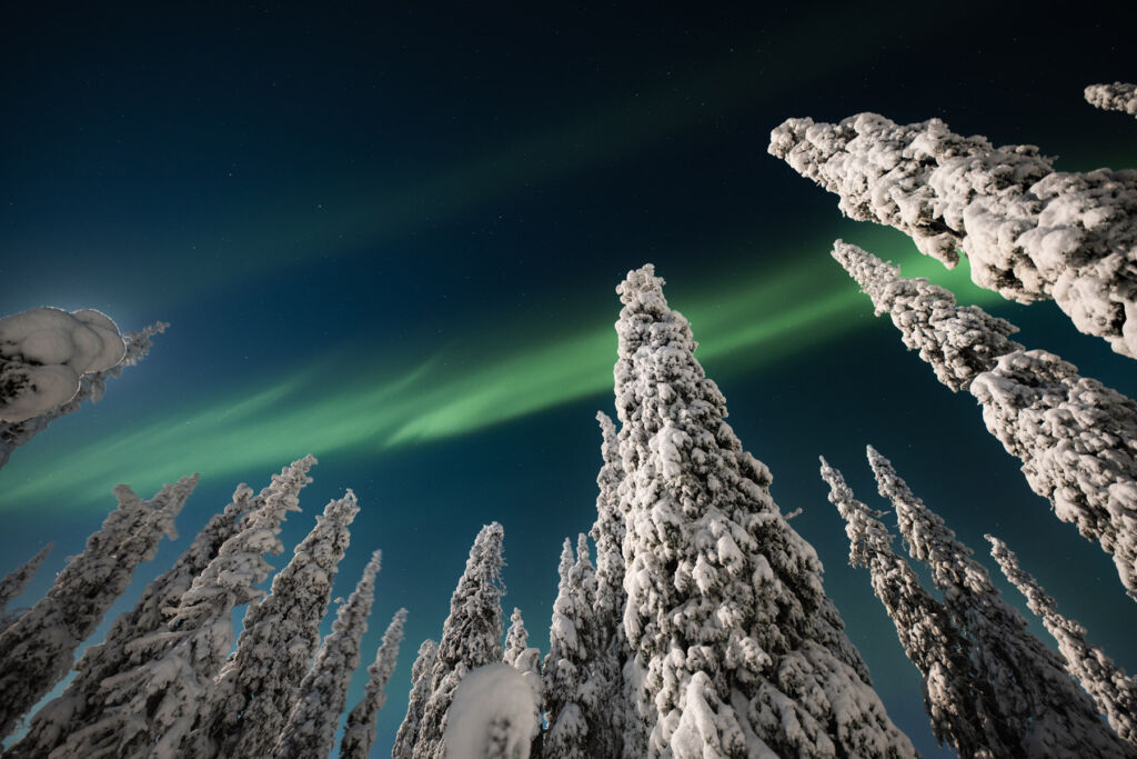 The Northern Lights above the snow capped trees