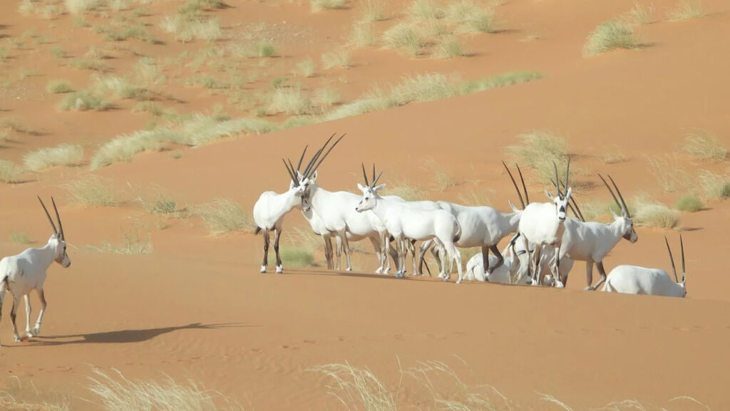 Saudi Arabia's UNESCO Treasures: Discover Eight Timeless Wonders 18 Wild cattle wandering around ‘Uruq Bani Ma’arid