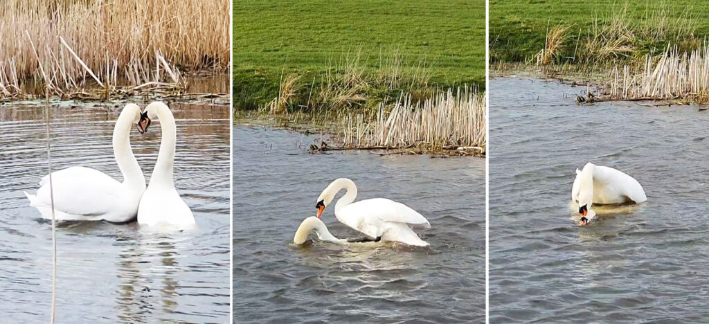 What Observing Wild Swans Taught Me About Trust, Routine And